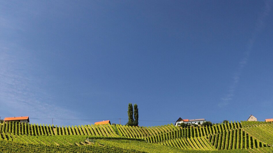 Wanderung Etappe 23 Vom Gletscher zum Wein Südroute Variante Leutschach - Leibnitz - Touren-Impression #2.3 | © (c) Steiermark Tourismus/Harry Schiffer