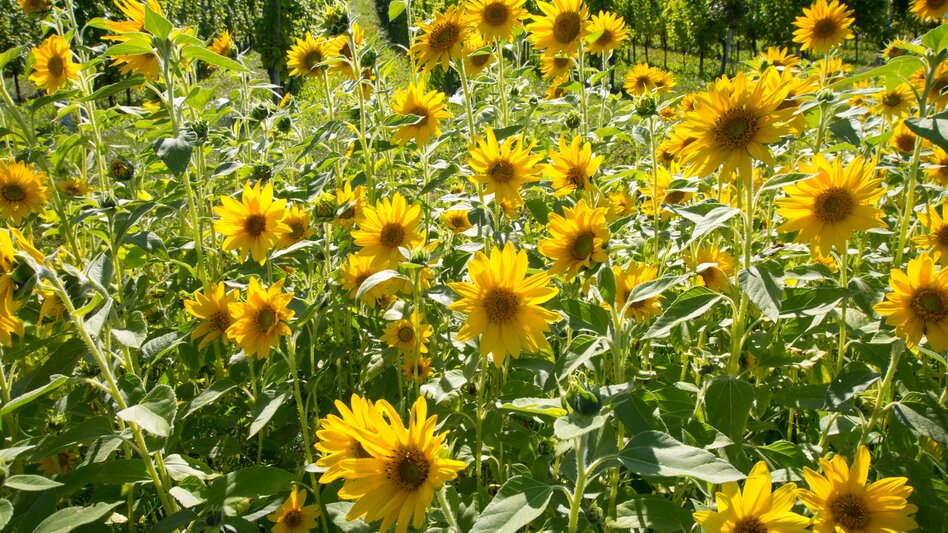 Wanderung Etappe 23 Vom Gletscher zum Wein Südroute Variante Leutschach - Leibnitz - Touren-Impression #2.5 | © (c) Steiermark Tourismus/Lunghammer