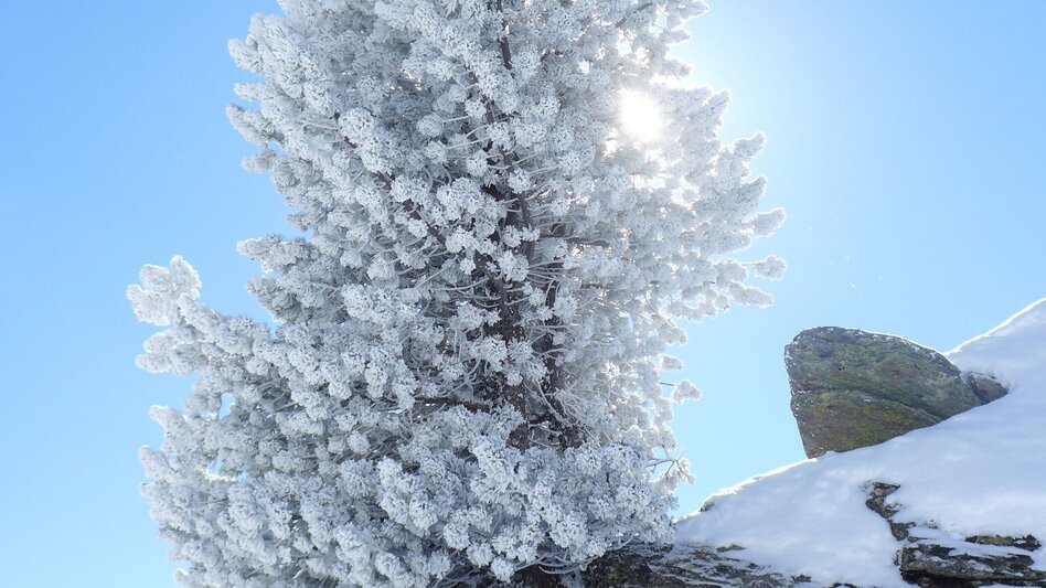 Ski Touring Großer Knallstein 2.599 m - Touren-Impression #2.7 | © Volkhard Maier