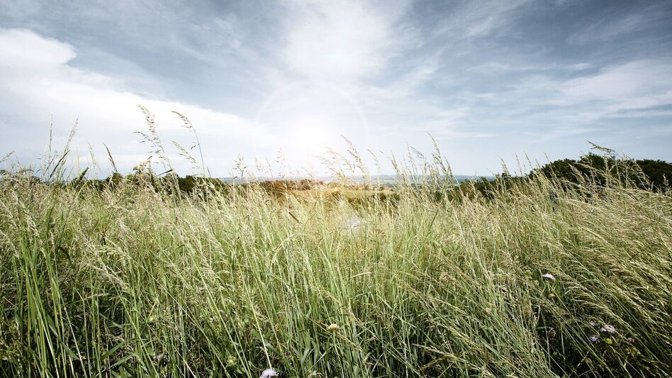 Wanderung Au & Uferweg - Kurze Variante / Weg 8 - Touren-Impression #2.1 | © Thermen- & Vulkanland