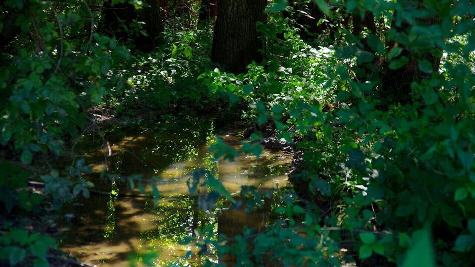 Wanderung Au & Uferweg - Kurze Variante / Weg 8 - Touren-Impression #2.6 | © Thermen- & Vulkanland