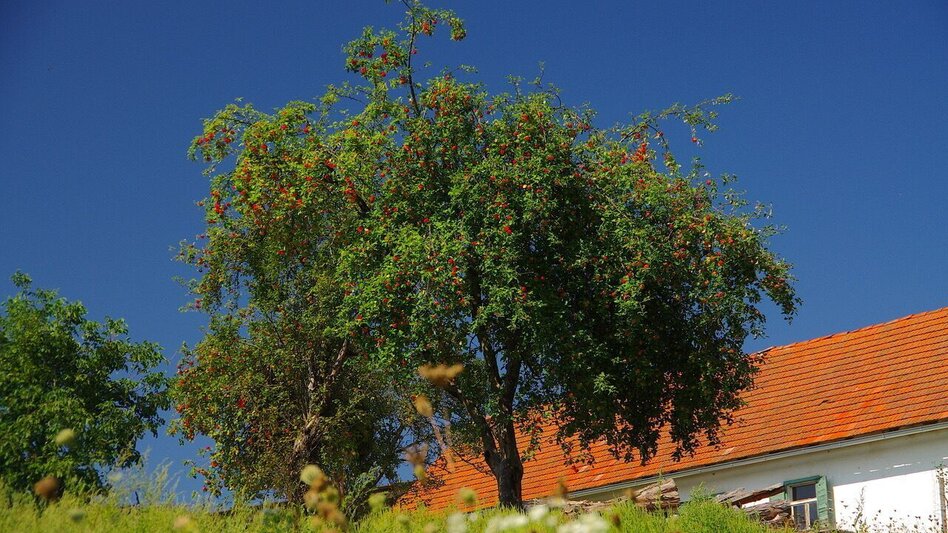Wanderung Au & Uferweg - Kurze Variante / Weg 8 - Touren-Impression #2.7 | © Thermen- & Vulkanland