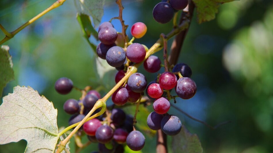Wanderung Au & Uferweg - Kurze Variante / Weg 8 - Touren-Impression #2.8 | © Thermen- & Vulkanland