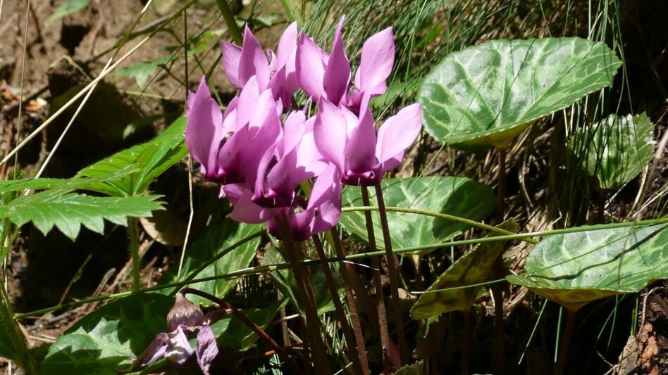 Hiking route Great Raab - Round Trip - Touren-Impression #2.5 | © Oststeiermark Tourismus
