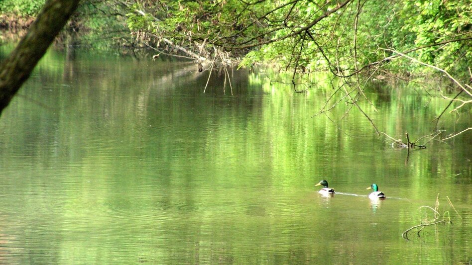 Bike Riding Safen Valley Path (Safentalweg) - Touren-Impression #2.16 | © Kurkommission Bad Blumau