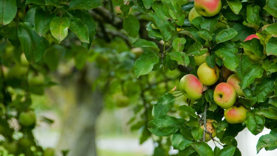 Bike Riding Safen Valley Path (Safentalweg) - Touren-Impression #2.7 | © Kurkommission Bad Blumau