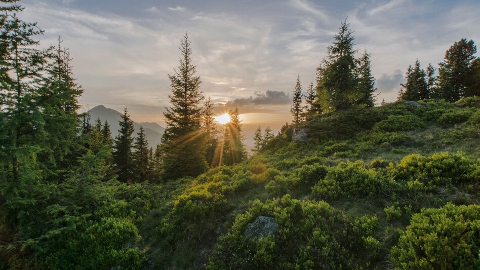 Hiking route Roßfeld Nature Path - Touren-Impression #2.8 | © Gerhard Pilz - www.gpic.at