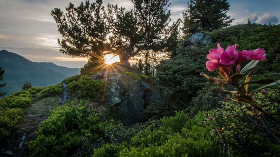 Hiking route Roßfeld Nature Path - Touren-Impression #2.9 | © Gerhard Pilz - www.gpic.at