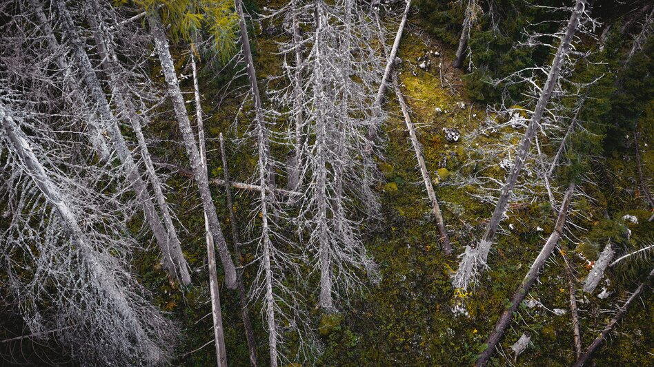 Mountain Hike Through the Hartelsgraben over the Sulzkar to the Heßhütte and to Johnsbach - Touren-Impression #2.3 | © TV Gesäuse