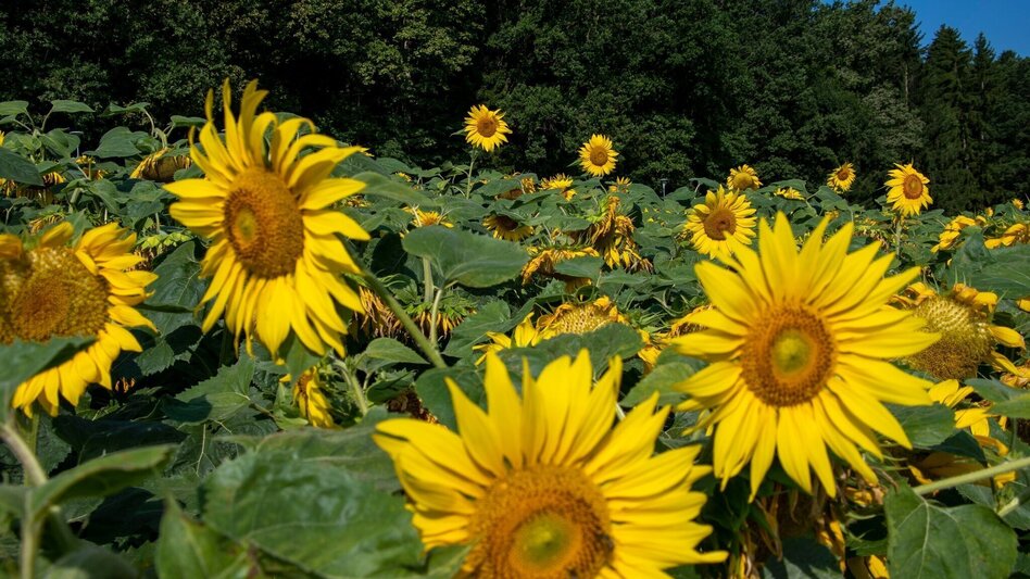 Bike Riding Speilbrunner path (Speilbrunnerweg) - Touren-Impression #2.5 | © Kurkommission Bad Blumau