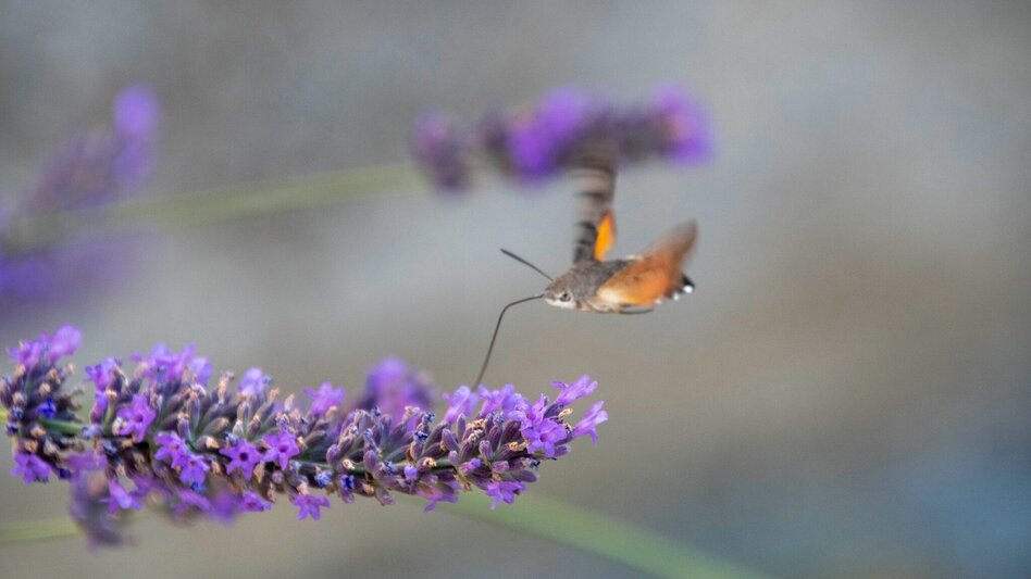 Bike Riding Speilbrunner path (Speilbrunnerweg) - Touren-Impression #2.14 | © Kurkommission Bad Blumau