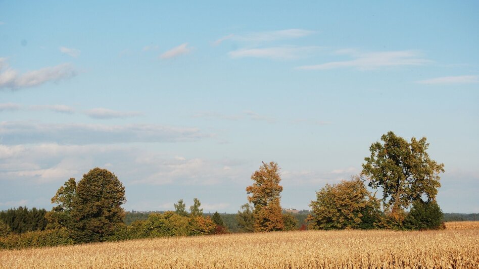 Radfahren Lindeggerweg - Thermengemeinde Bad Blumau - Touren-Impression #2.1 | © Kurkommission Bad Blumau