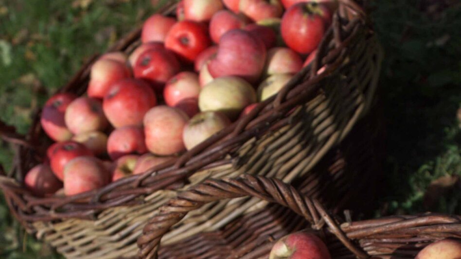 Radfahren Lindeggerweg - Thermengemeinde Bad Blumau - Touren-Impression #2.8 | © Kurkommission Bad Blumau