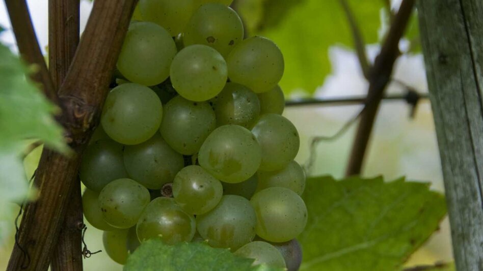 Radfahren Lindeggerweg - Thermengemeinde Bad Blumau - Touren-Impression #2.6 | © Kurkommission Bad Blumau