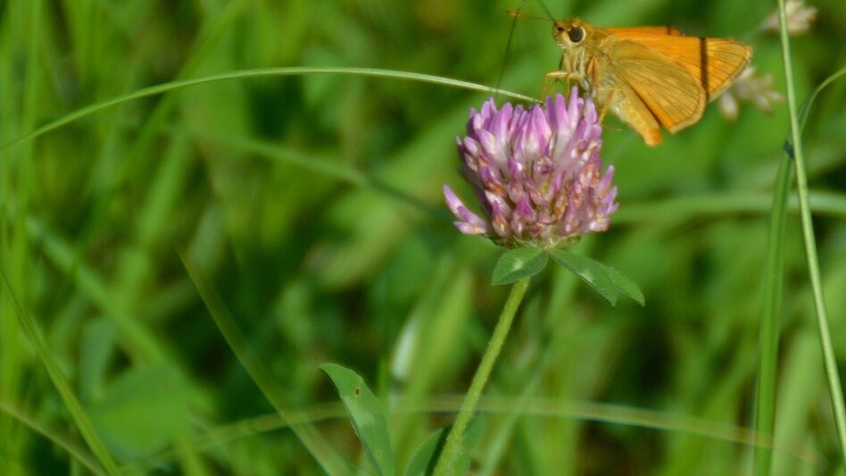 Radfahren Lindeggerweg - Thermengemeinde Bad Blumau - Touren-Impression #2.11 | © Kurkommission Bad Blumau
