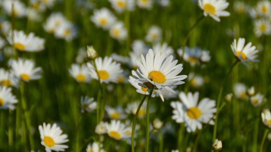 Radfahren Lindeggerweg - Thermengemeinde Bad Blumau - Touren-Impression #2.12 | © Kurkommission Bad Blumau