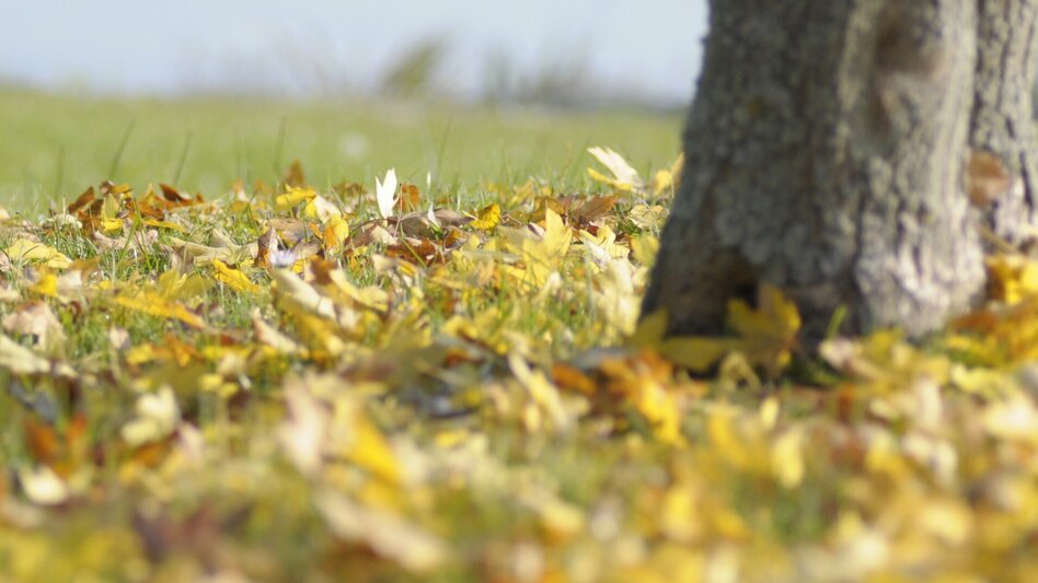 Radfahren Lindeggerweg - Thermengemeinde Bad Blumau - Touren-Impression #2.2 | © Kurkommission Bad Blumau