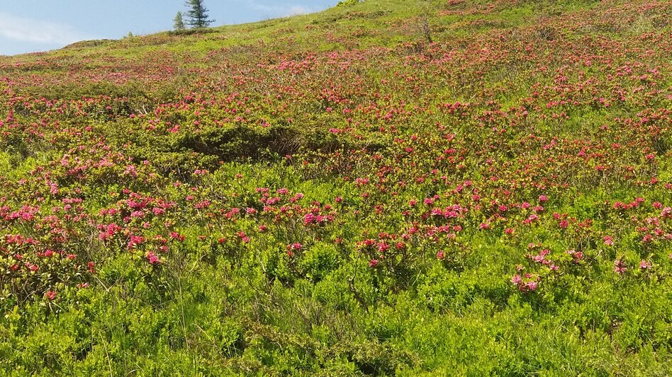 Long-Distance Hiking Koralm Crystal Trail - Touren-Impression #2.8 | © Region Graz