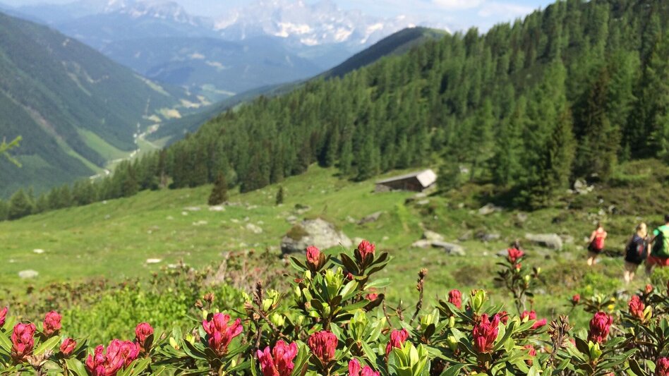 Hiking route Laubschachen Trail - Touren-Impression #2.6 | © Tourismusverband Schladming - Katrin Hutegger