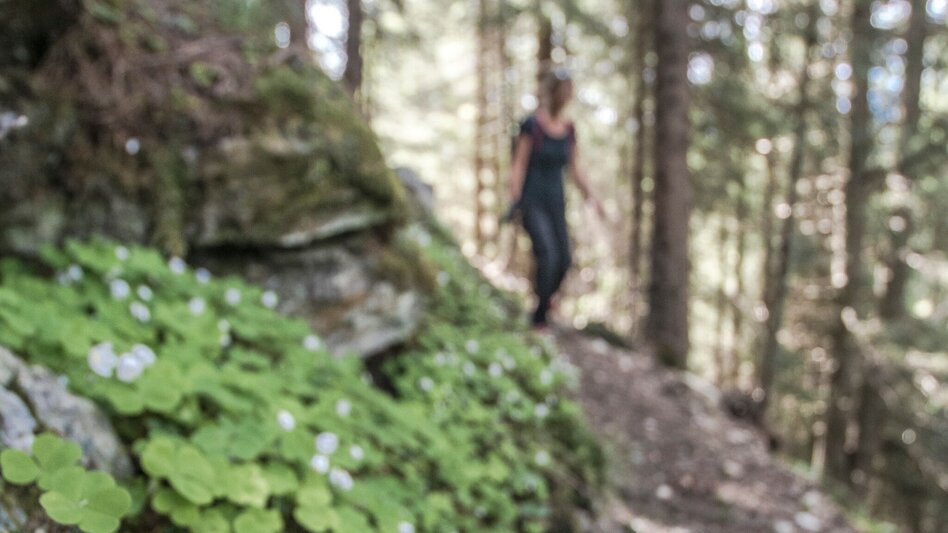 Hiking route Laubschachen Trail - Touren-Impression #2.9 | © Gerhard Pilz - www.gpic.at