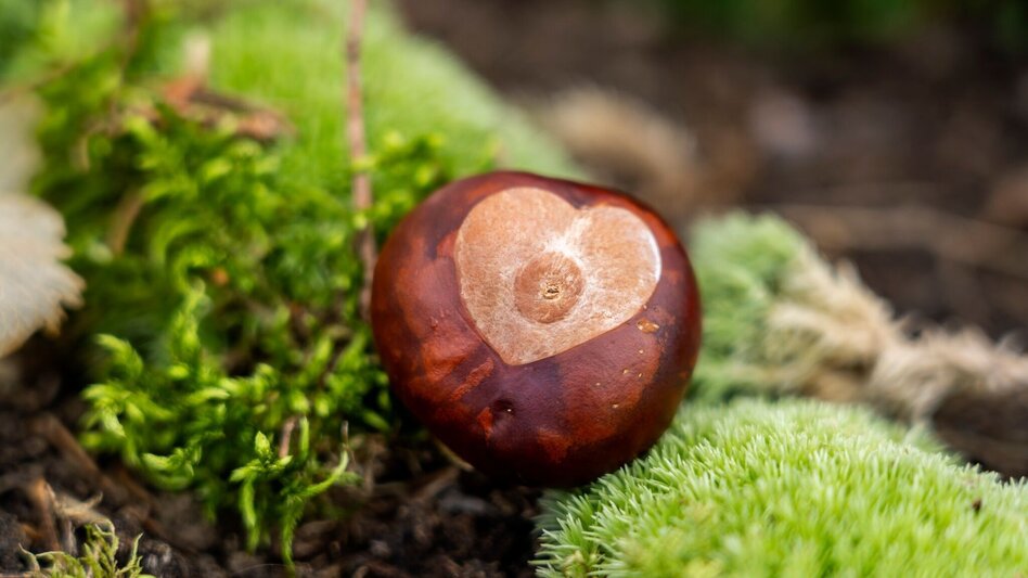 Hiking route Thermal spa circuit (Thermenrundweg) - Touren-Impression #2.7 | © Kurkommission Bad Blumau