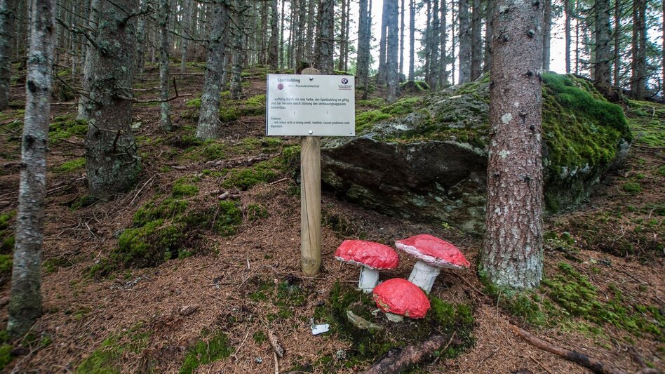 Hiking route Mushroom Nature Trail - Touren-Impression #2.4 | © Gerhard Pilz