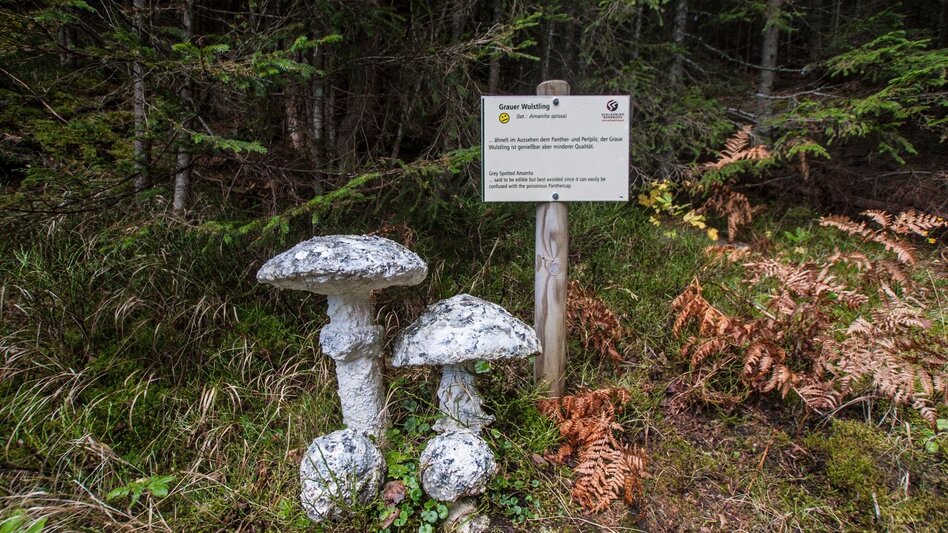Hiking route Mushroom Nature Trail - Touren-Impression #2.5 | © Gerhard Pilz