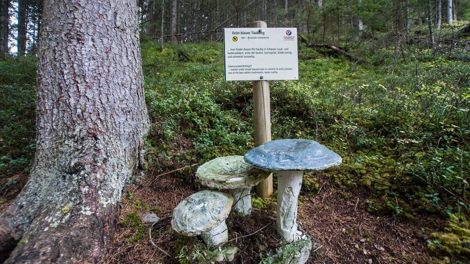 Hiking route Mushroom Nature Trail - Touren-Impression #2.6 | © Gerhard Pilz