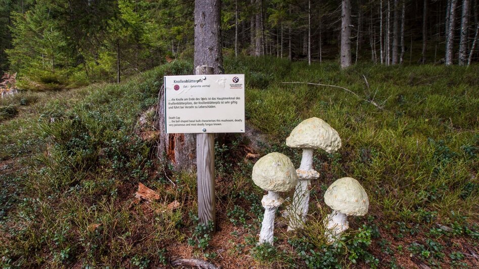 Hiking route Mushroom Nature Trail - Touren-Impression #2.7 | © Gerhard Pilz