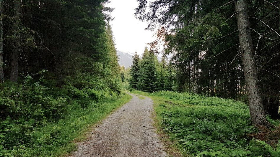 Hiking route Mushroom Nature Trail - Touren-Impression #2.10 | © Gerhard Pilz