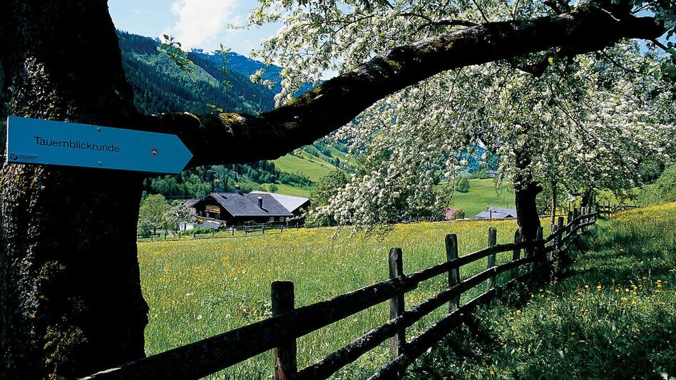 Hiking route Tauern Panorama Tour - Touren-Impression #2.3 | © Reinhard lamm