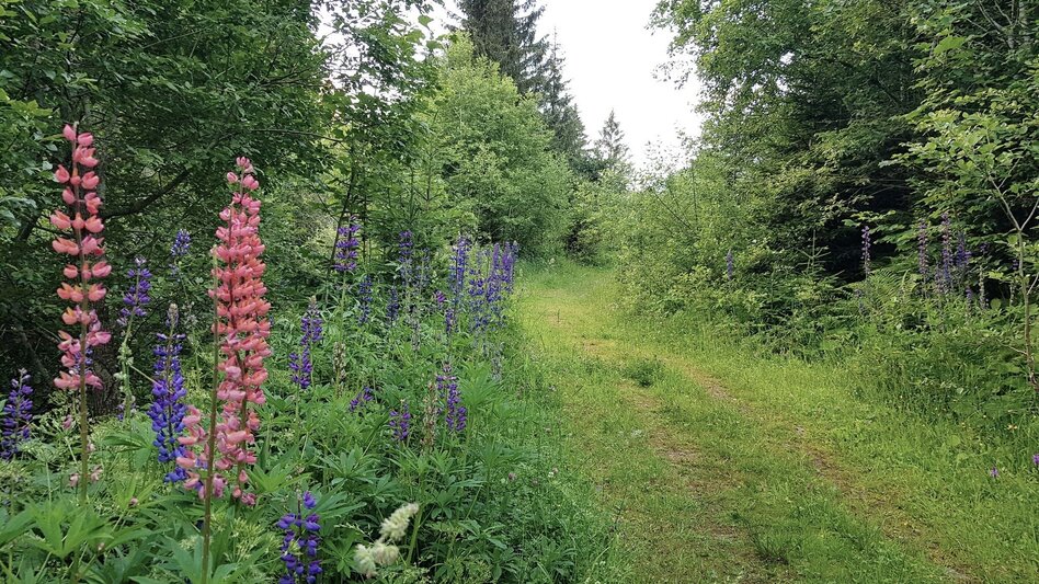 Hiking route Miners' Trail - Short Variant via Johannahöhe - Touren-Impression #2.9 | © Gerhard Pilz
