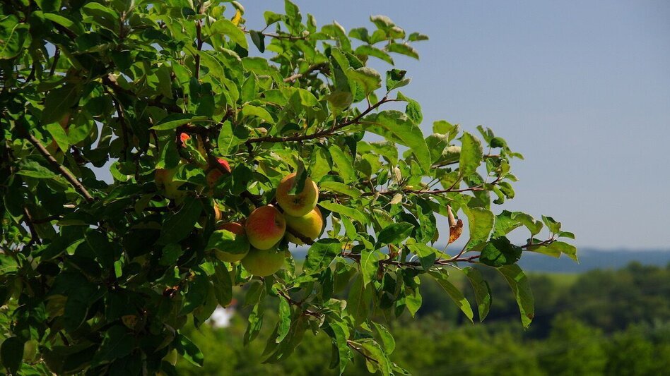 Themen- und Lehrpfad Kreuz & Querpfad - Kurze Variante / Weg 9 - Touren-Impression #2.4 | © Thermen- & Vulkanland