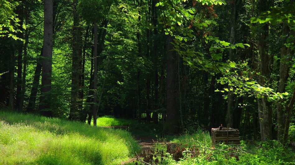 Themen- und Lehrpfad Kreuz & Querpfad - Kurze Variante / Weg 9 - Touren-Impression #2.10 | © Thermen- & Vulkanland
