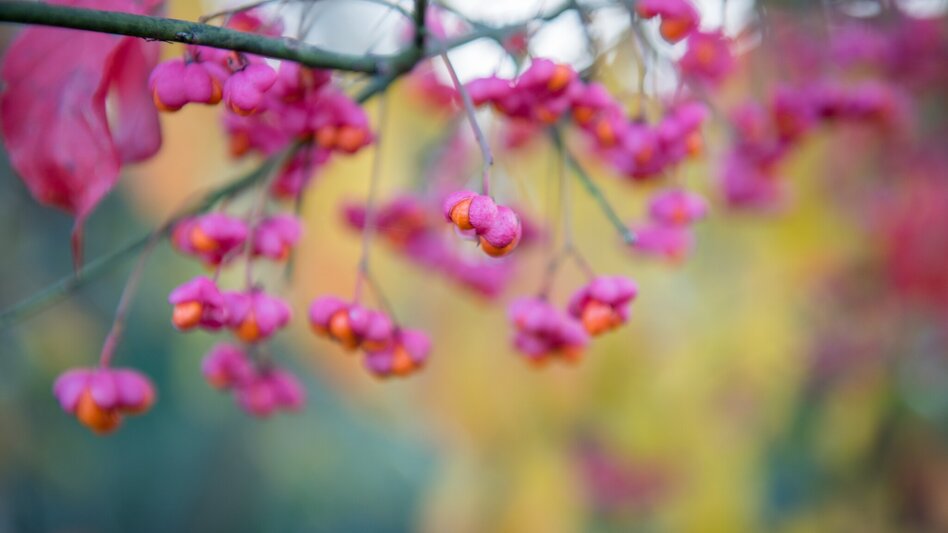 Hiking route Power Tour (Krafttour) - Touren-Impression #2.11 | © Kurkommission Bad Blumau