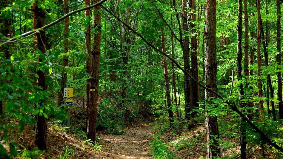 Hiking route Small altitude circuit (Kleiner Höhenrundweg) / Trail 5 - Touren-Impression #2.2 | © Thermen- & Vulkanland