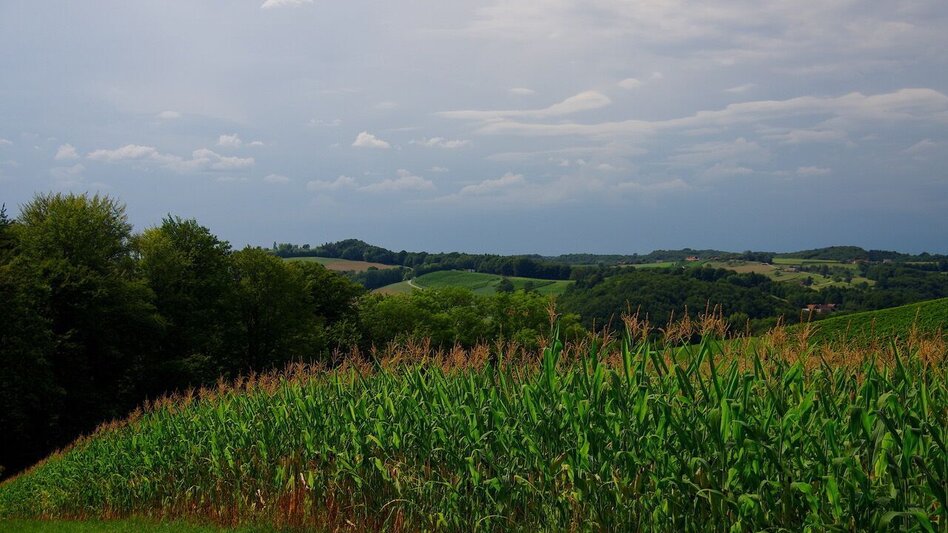 Hiking route Small altitude circuit (Kleiner Höhenrundweg) / Trail 5 - Touren-Impression #2.5 | © Thermen- & Vulkanland