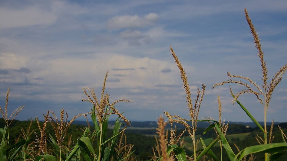 Hiking route Small altitude circuit (Kleiner Höhenrundweg) / Trail 5 - Touren-Impression #2.6 | © Thermen- & Vulkanland