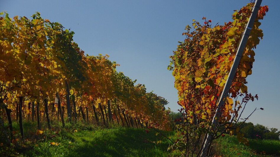 Wanderung Meilensteinweg / Weg 4 (Therme-Ort-Therme) - Touren-Impression #2.3 | © Thermen- & Vulkanland