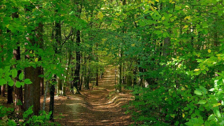 Wanderung Meilensteinweg / Weg 4 (Therme-Ort-Therme) - Touren-Impression #2.4 | © Thermen- & Vulkanland