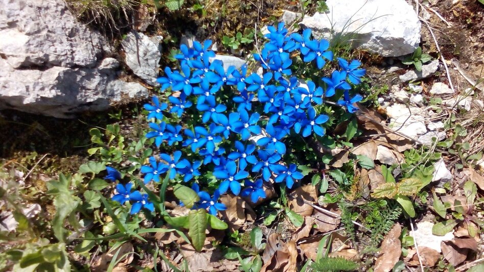 Hiking route Hike to the Hohe Wetterin - Touren-Impression #2.4 | © TV Hochsteiermark