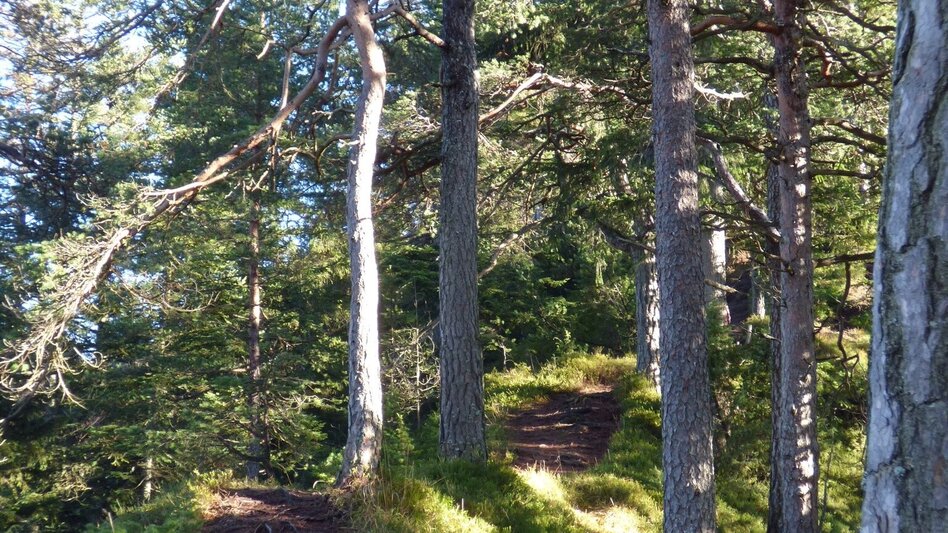 Bergtour Freienstein Rundwanderweg - Touren-Impression #2.4 | © Erlebnisregion Schladming-Dachstein