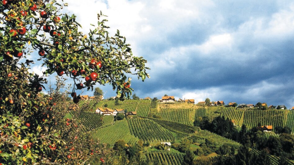 Hiking route Genuss-Schilchern DORT (short round Langegg) - Touren-Impression #2.1 | © TVB Südsteiermark/Werner Goach