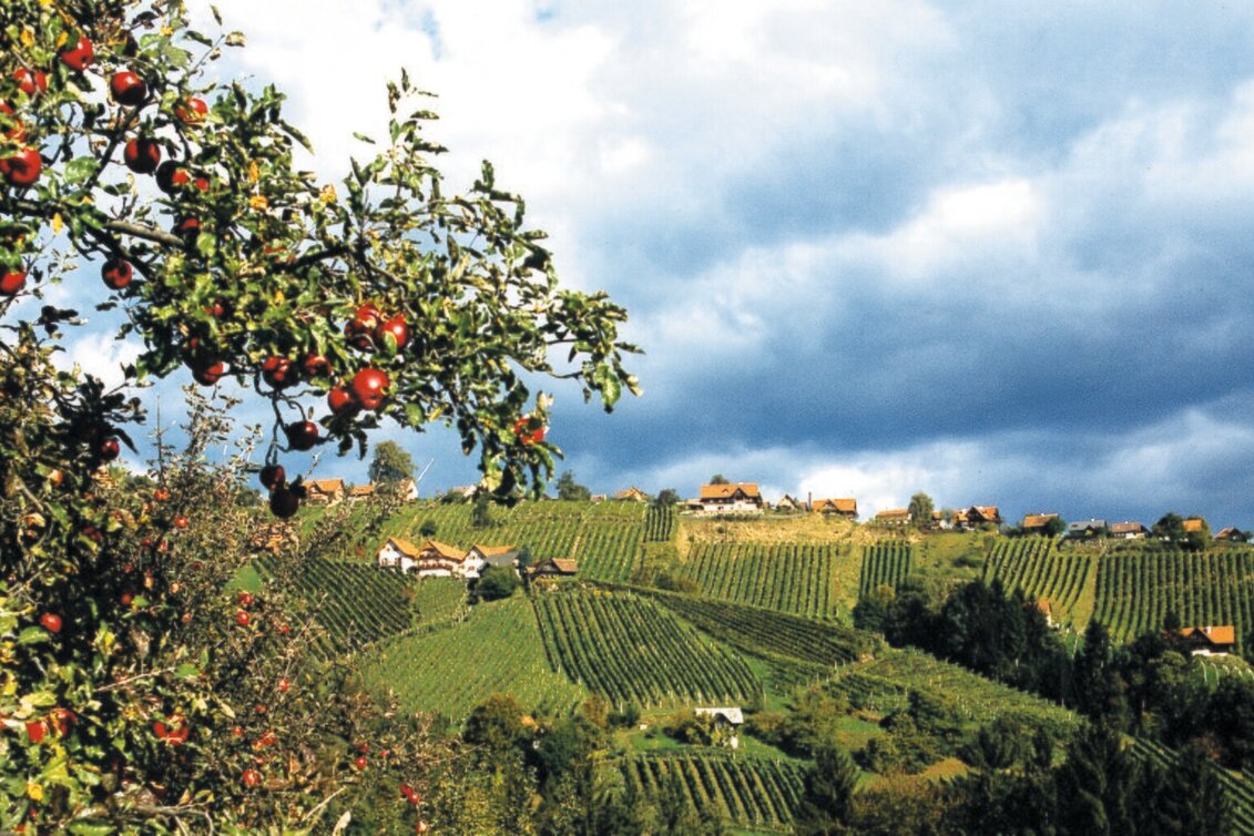 Hiking route Genuss-Schilchern DORT (short round Langegg) - Touren-Impression #1 | © TVB Südsteiermark/Werner Goach