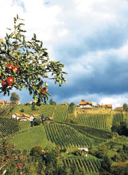 Blick ins Schilcherland | © TVB Südsteiermark/Werner Goach | Werner Goach | © TVB Südsteiermark/Werner Goach
