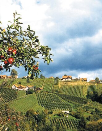Blick ins Schilcherland | Werner Goach | © TVB Südsteiermark/Werner Goach