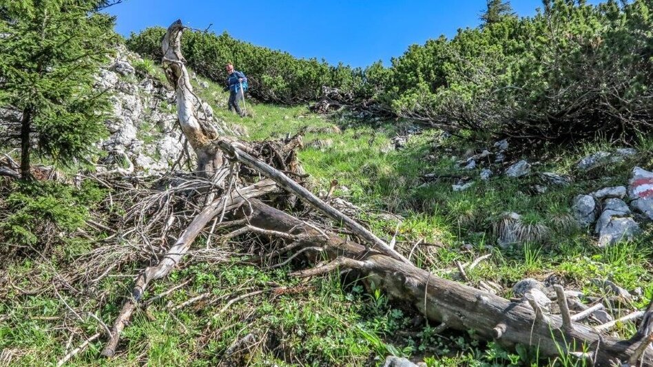 Bergtour Fachwerk - Hochkar (Wadlbeissertour) - Touren-Impression #2.7 | © TV Gesäuse