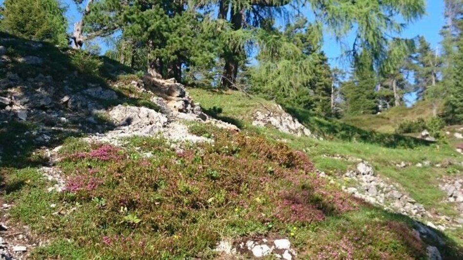 Wanderung Stoderzinken 2.048m, Ausgangspunkt Gröbming - Touren-Impression #2.1 | © Erlebnisregion Schladming-Dachstein