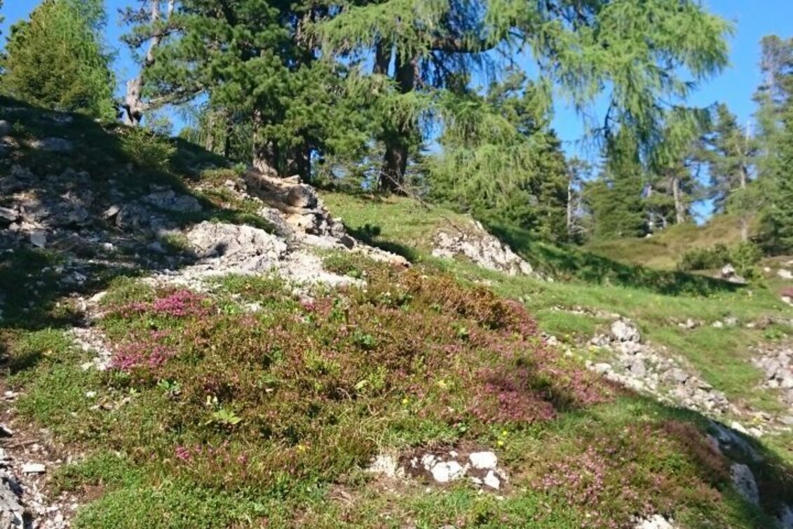 Wanderung Stoderzinken 2.048m, Ausgangspunkt Gröbming - Touren-Impression #1 | © Erlebnisregion Schladming-Dachstein