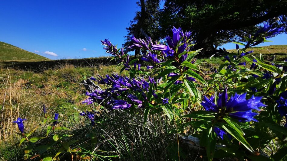 Hiking route Alpine pasture hike Niederalpl - Schöneben - Touren-Impression #2.5 | © TV Hochsteiermark